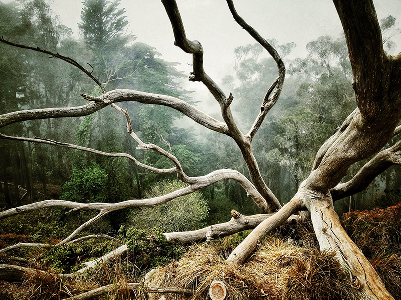 Illustration for article titled These Are Some of the Most Amazing iPhone Photos of the Year